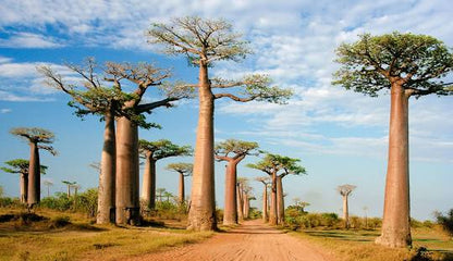 Madagascar 1GB 7Days