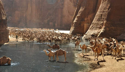 تشاد